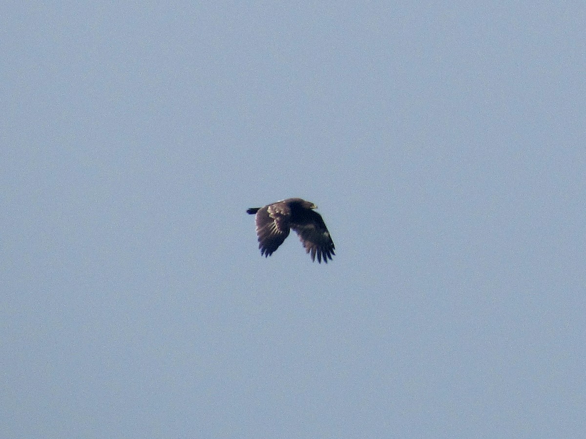 Greater Spotted Eagle - ML295410851