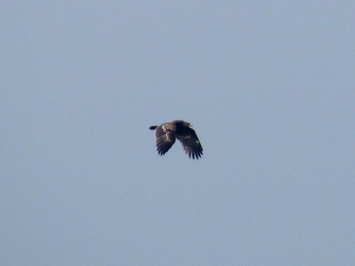 Greater Spotted Eagle - Pietro Melandri