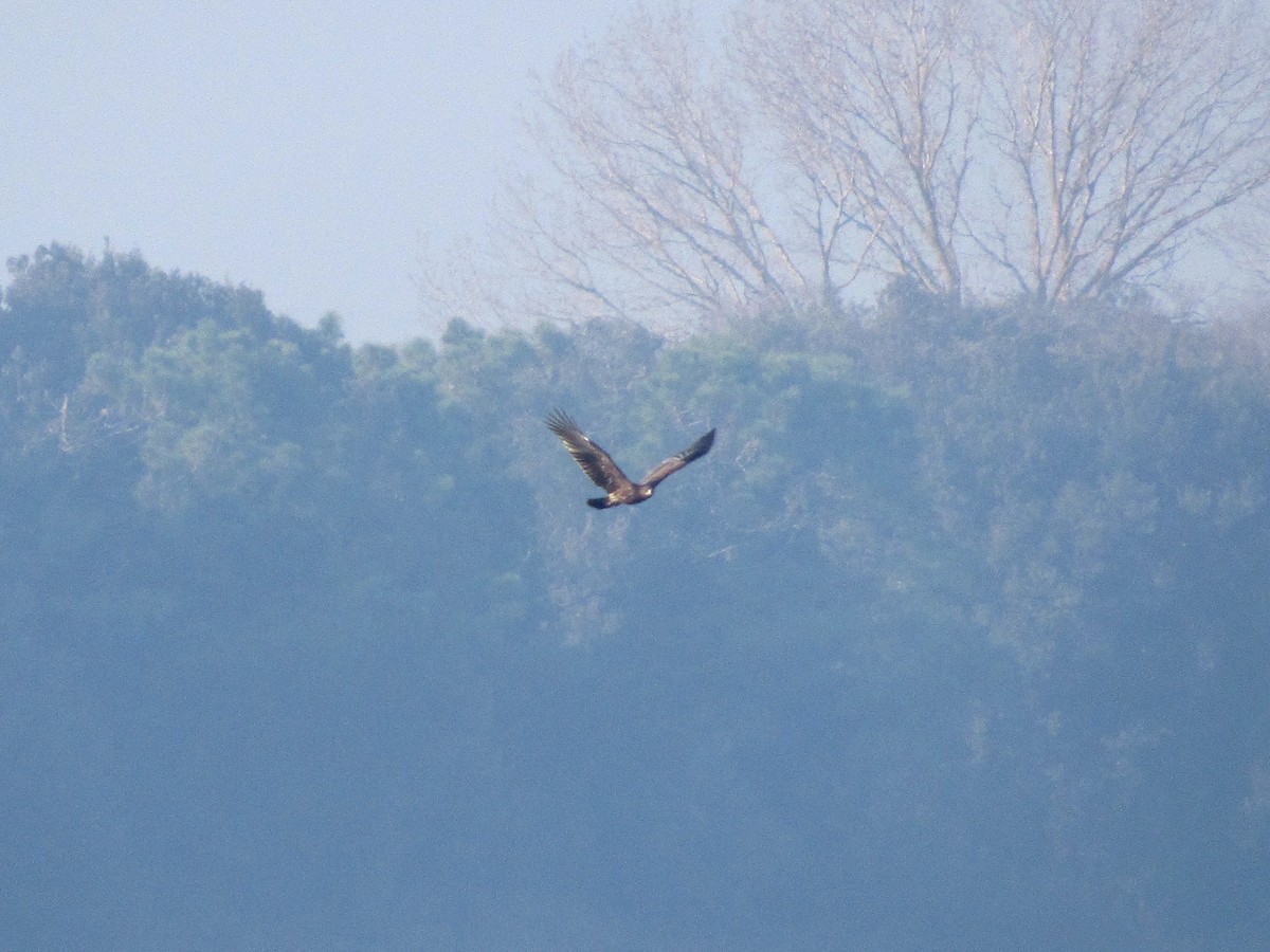 Greater Spotted Eagle - ML295410861