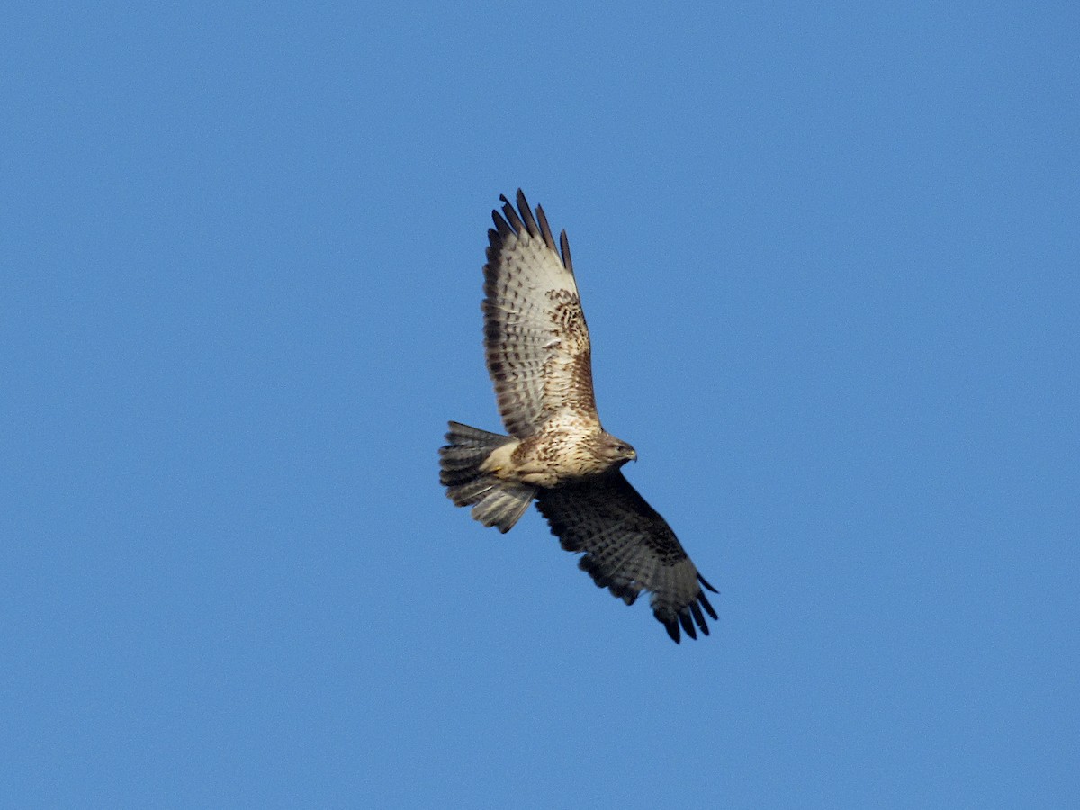 Common Buzzard - ML295410891