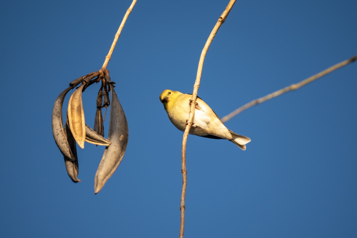 American Goldfinch - ML295411121