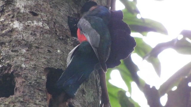 オジロキヌバネドリ - ML295412771