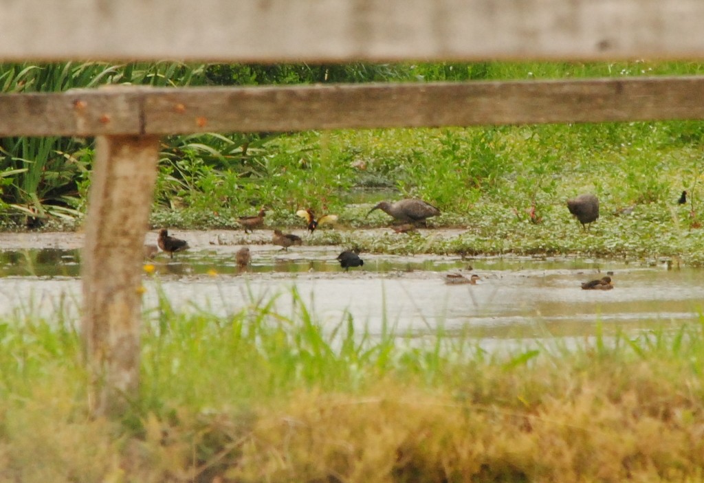 Plumbeous Ibis - ML295413961