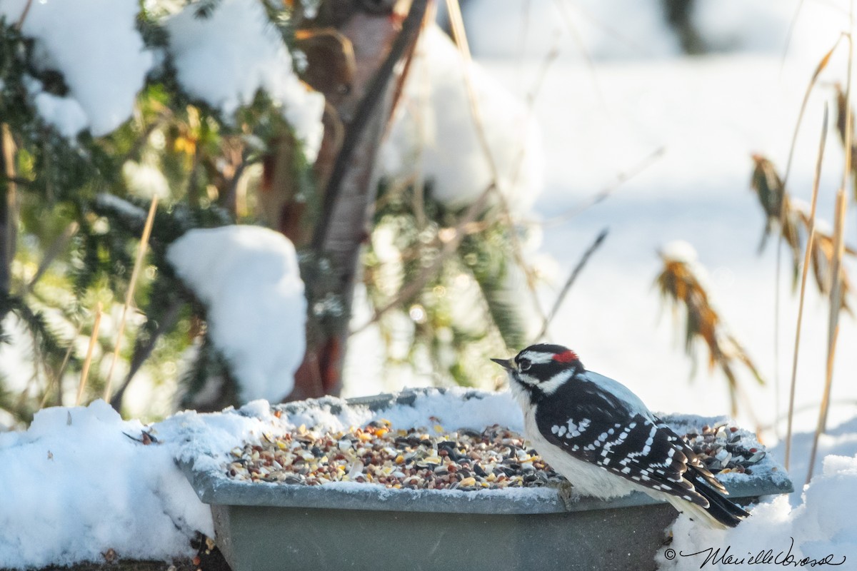 Downy Woodpecker (Eastern) - Marielle Vanasse