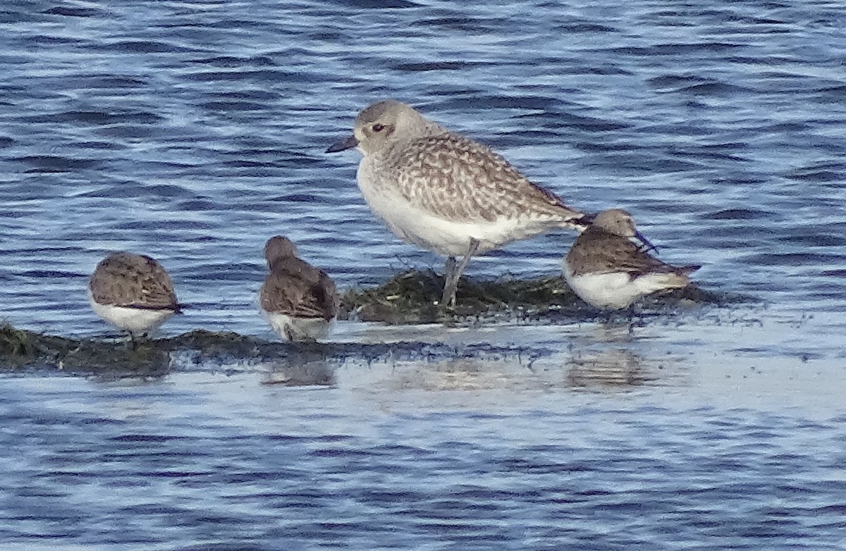 Black-bellied Plover - ML295414881