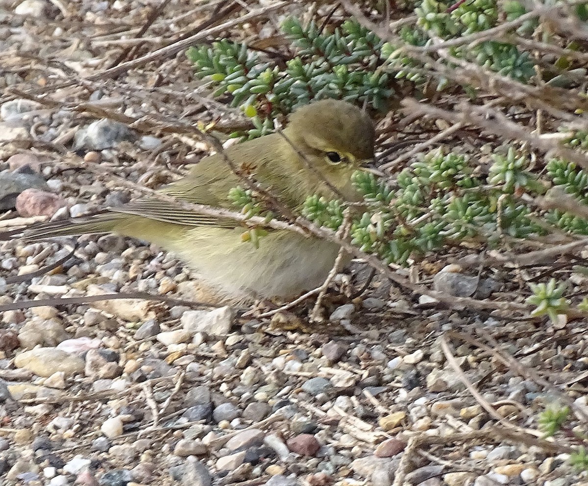 Luì piccolo - ML295415071