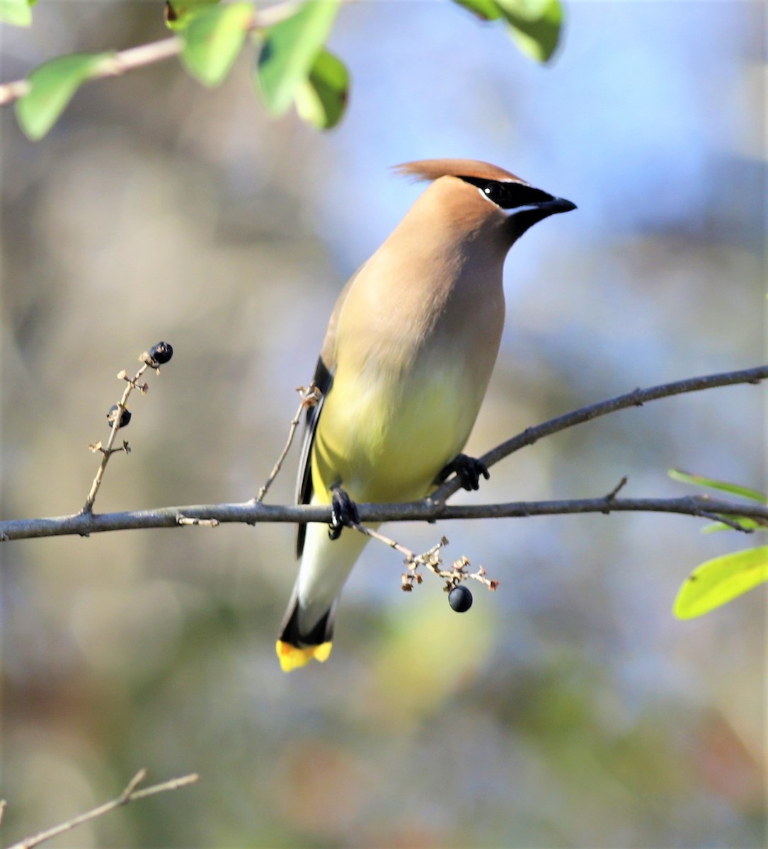 Cedar Waxwing - ML295415501