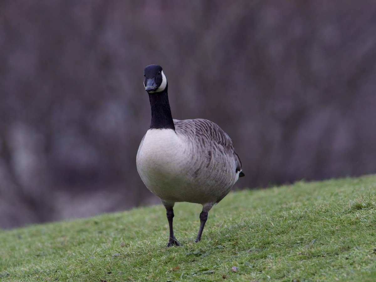 Canada Goose - John Tebbet