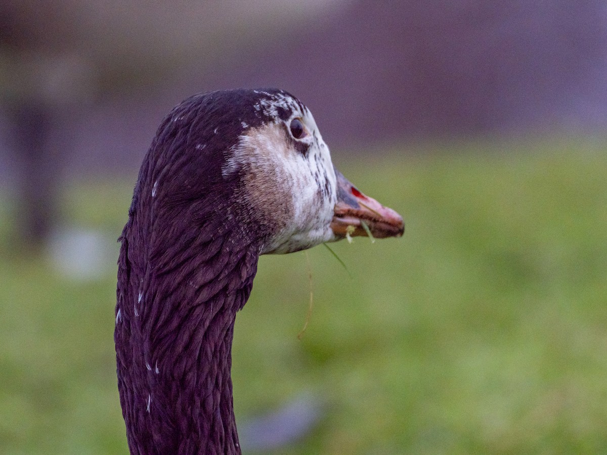 Graylag x Canada Goose (hybrid) - John Tebbet