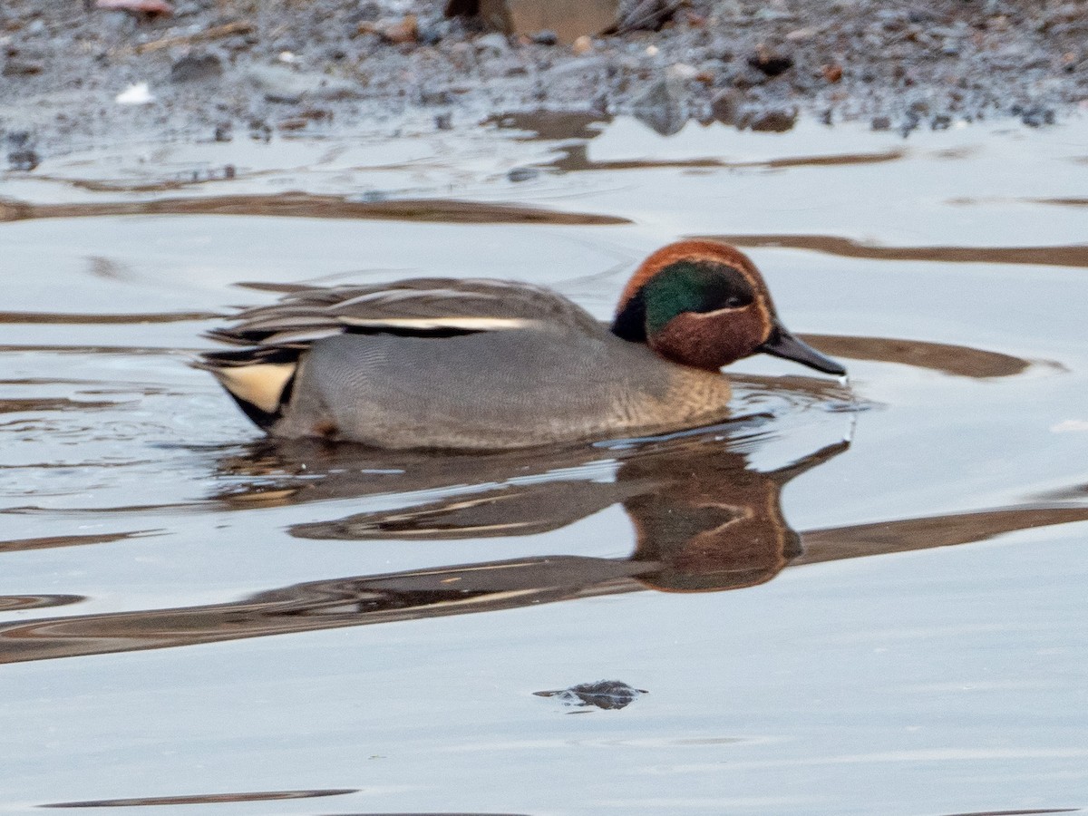 Green-winged Teal - John Tebbet