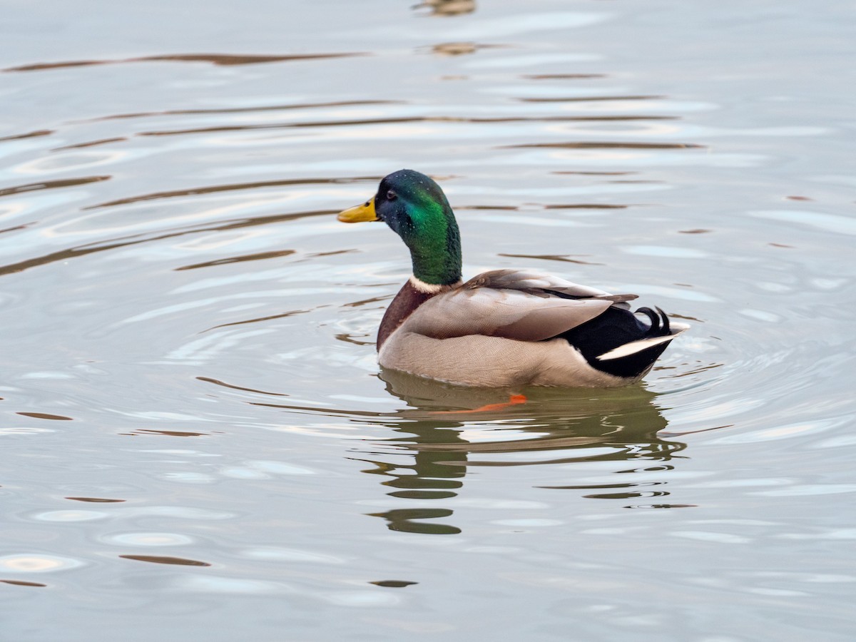 Canard colvert - ML295417321