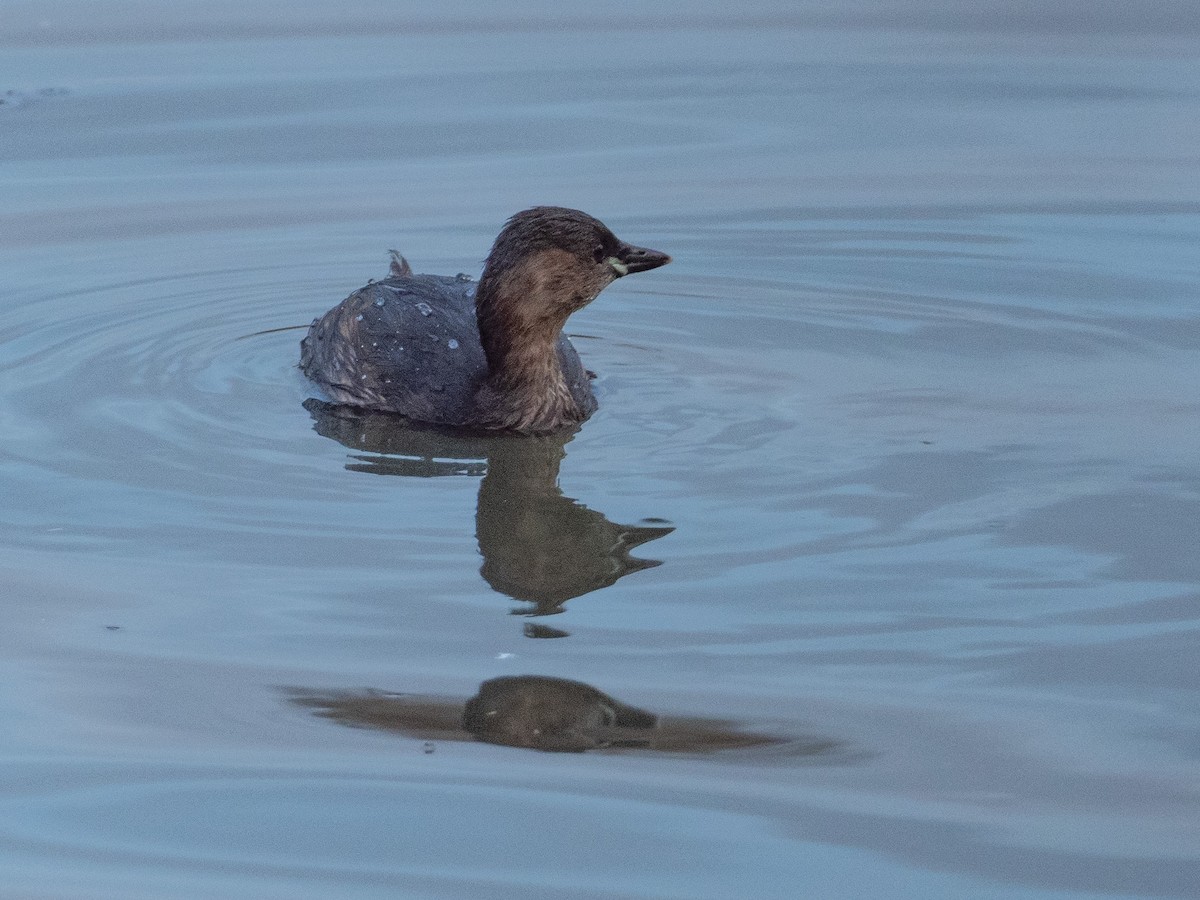 Little Grebe - John Tebbet