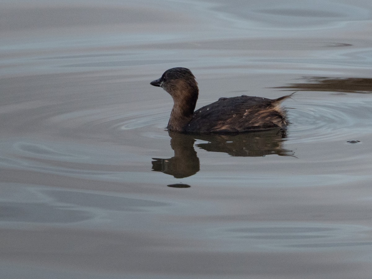 Little Grebe - John Tebbet