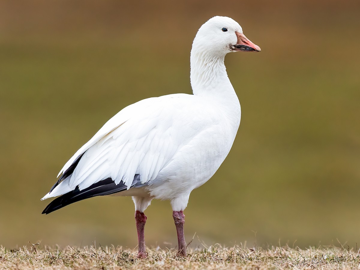 Adult white morph