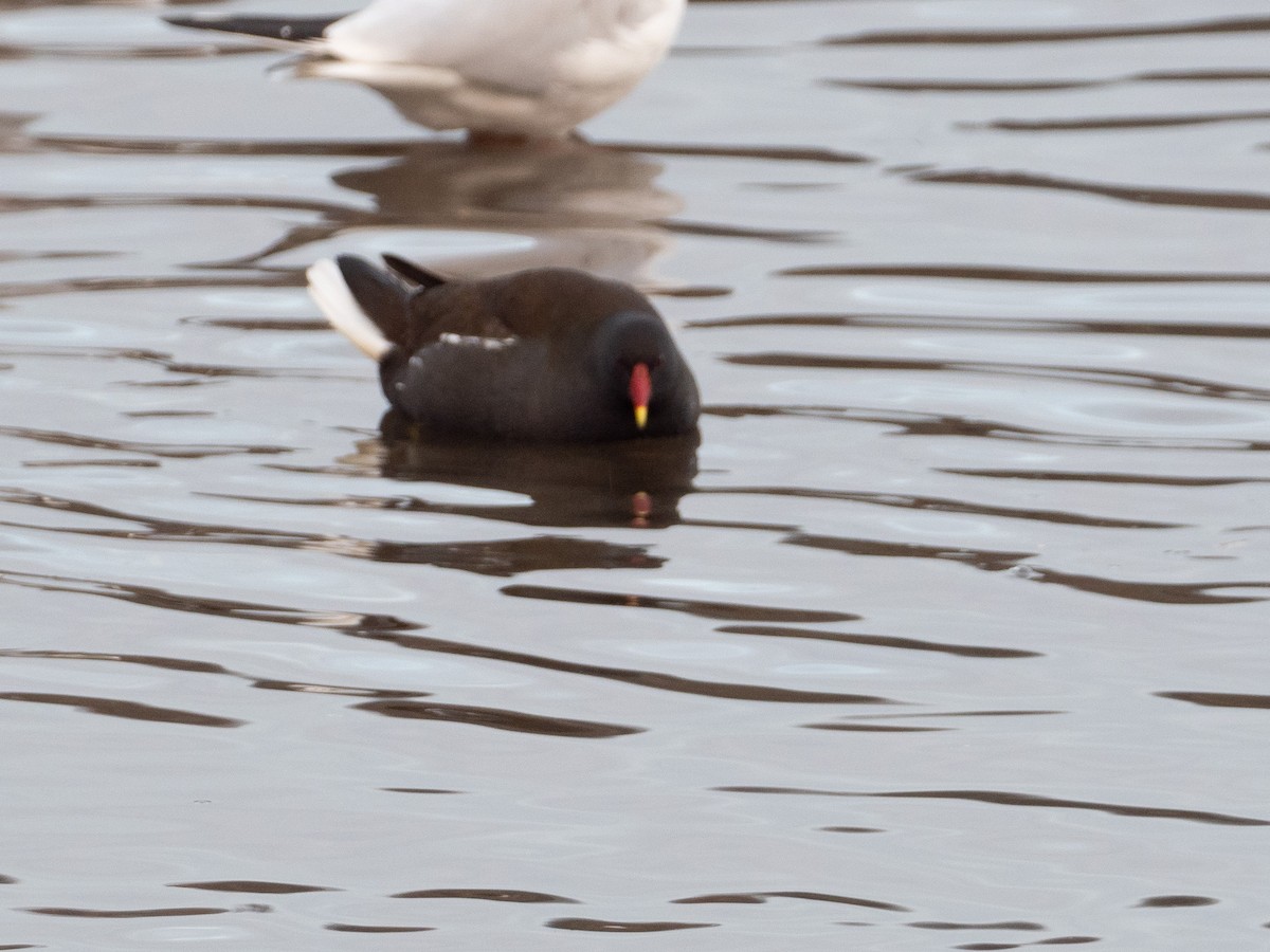 Eurasian Moorhen - ML295417811