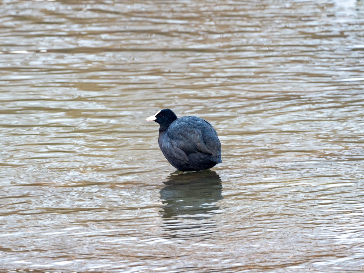 Eurasian Coot - John Tebbet