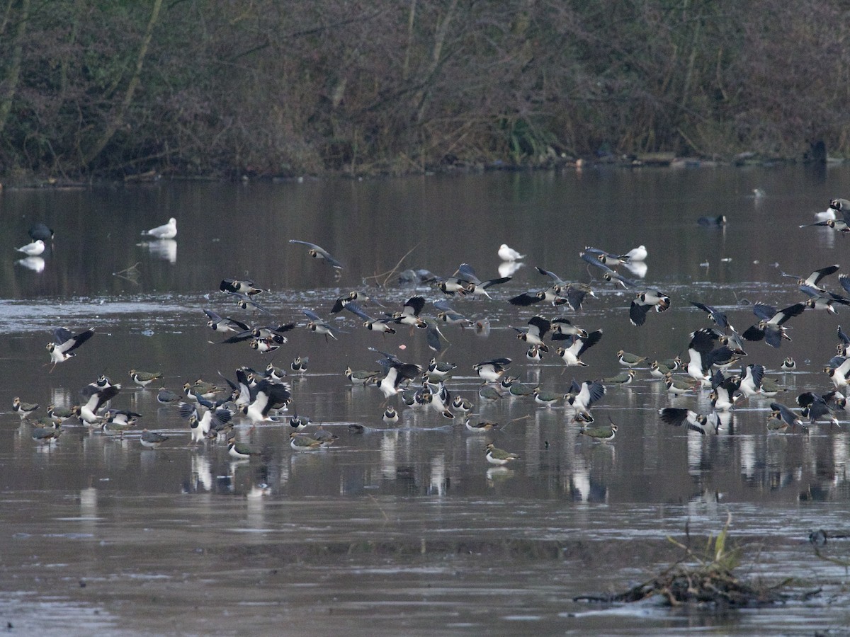 Northern Lapwing - John Tebbet