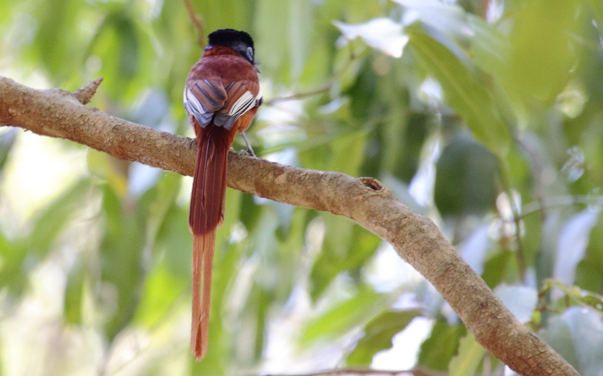 Malagasy Paradise-Flycatcher - ML295418581