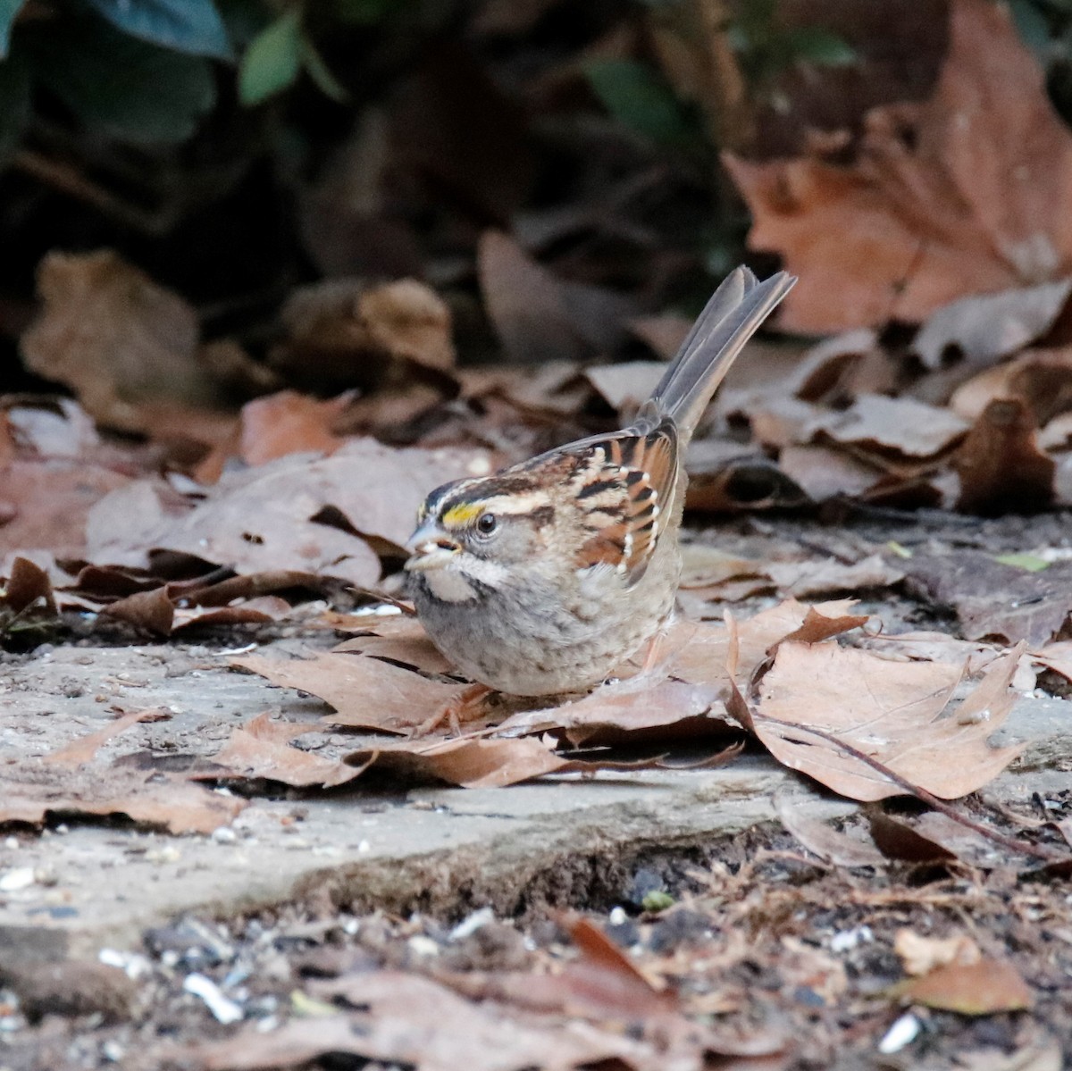 White-throated Sparrow - ML295418601
