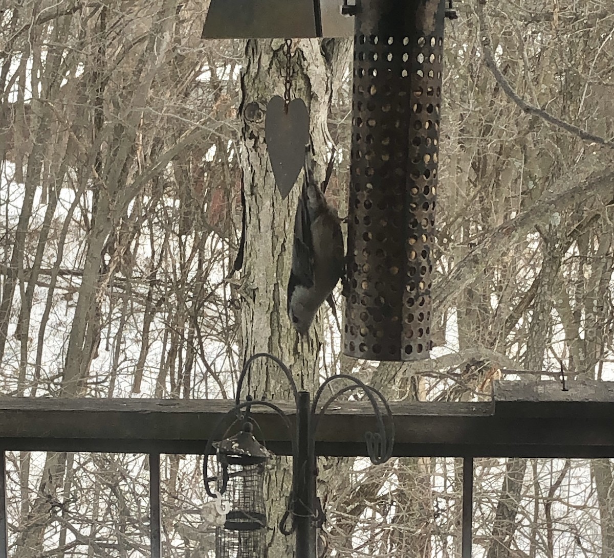 White-breasted Nuthatch - Delores Ranshaw