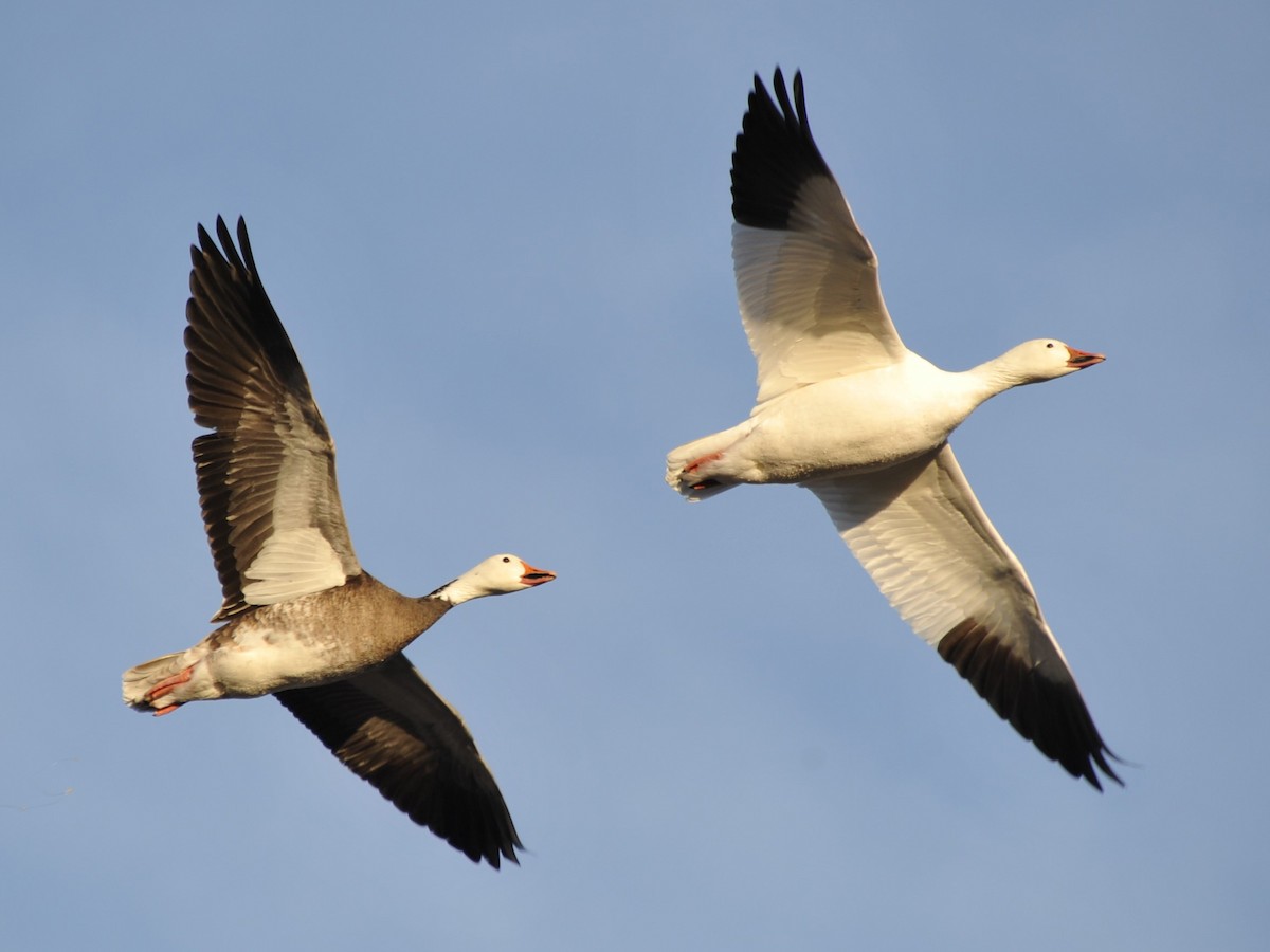 Adult blue morph and adult white morph