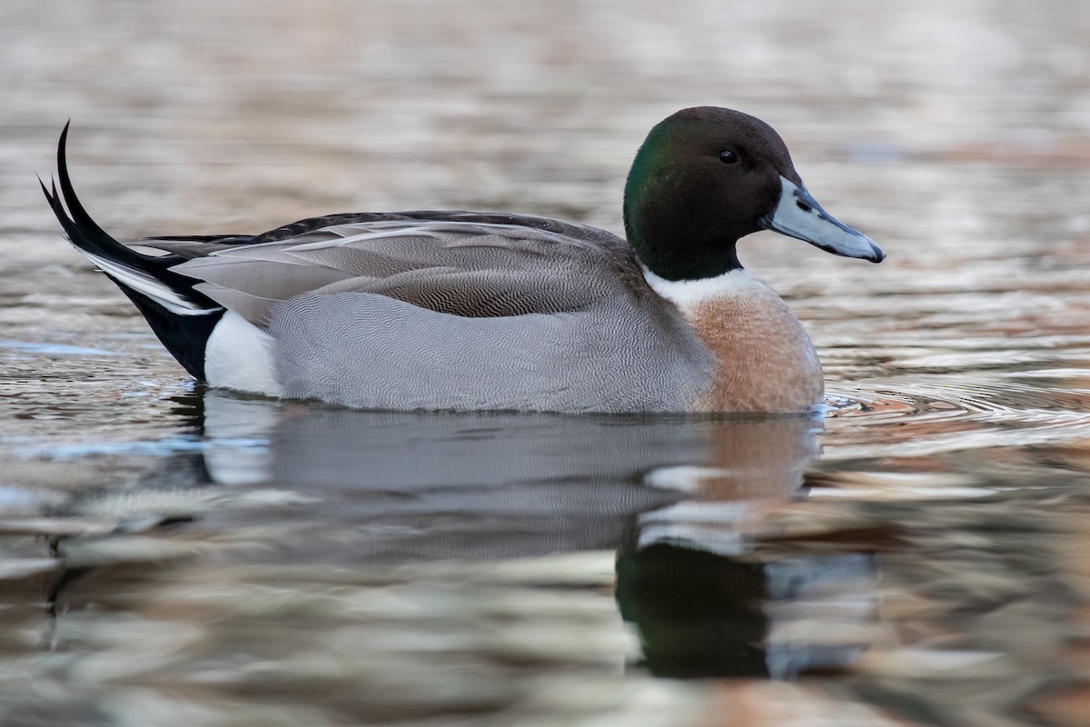 Mallard x Northern Pintail (hybrid) - ML295420011