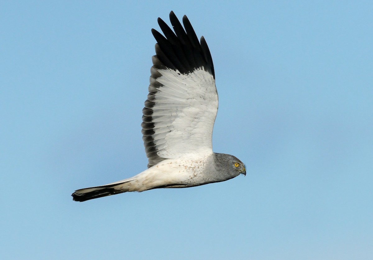 Hen Harrier - Pavel Štěpánek