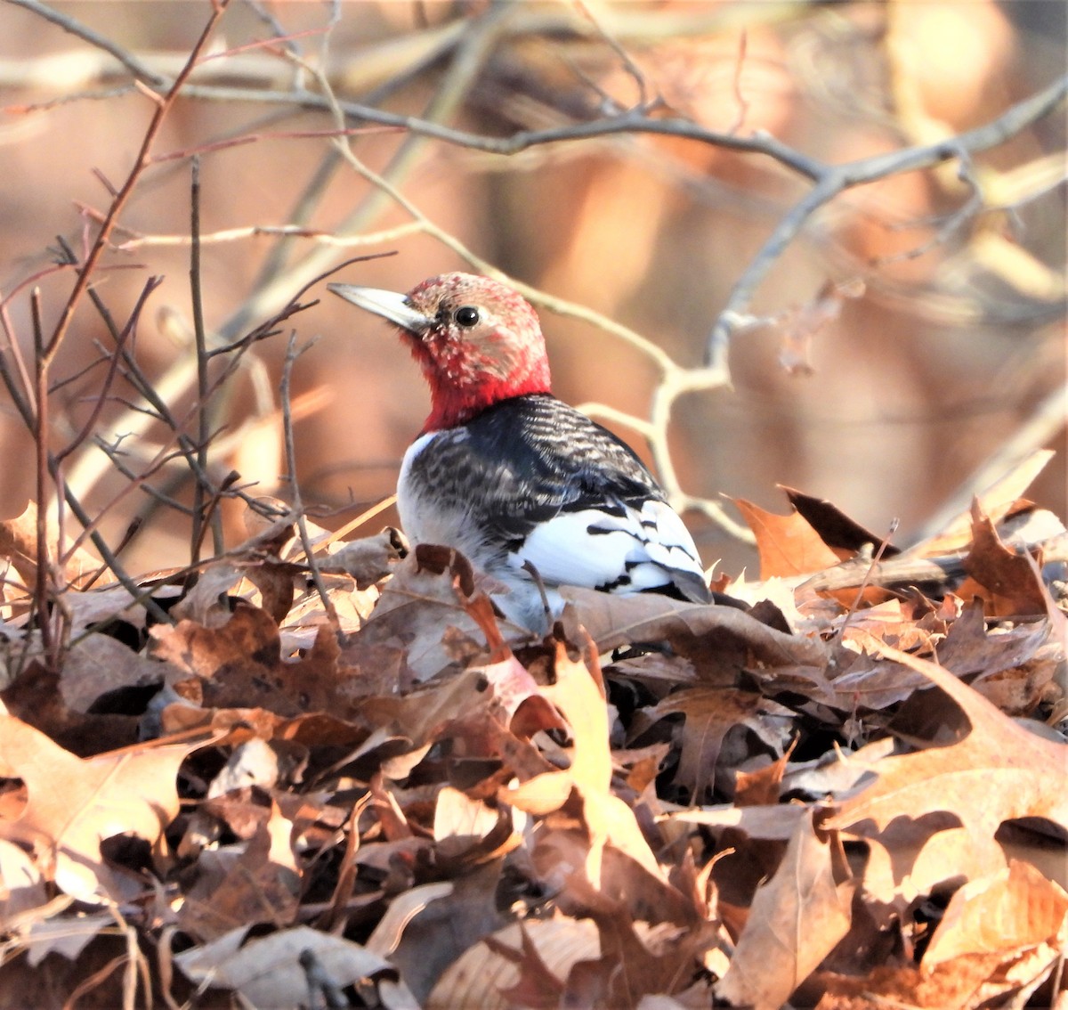 Red-headed Woodpecker - ML295423571