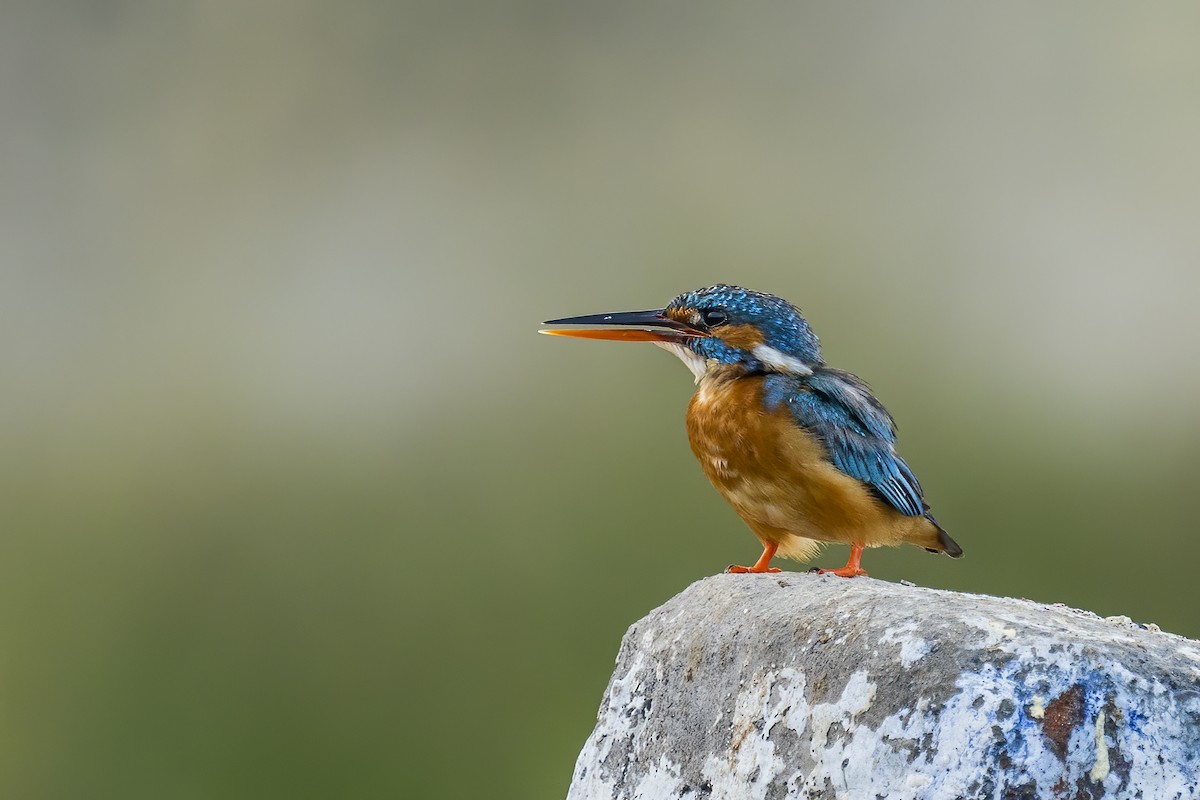 Common Kingfisher - ML295424201