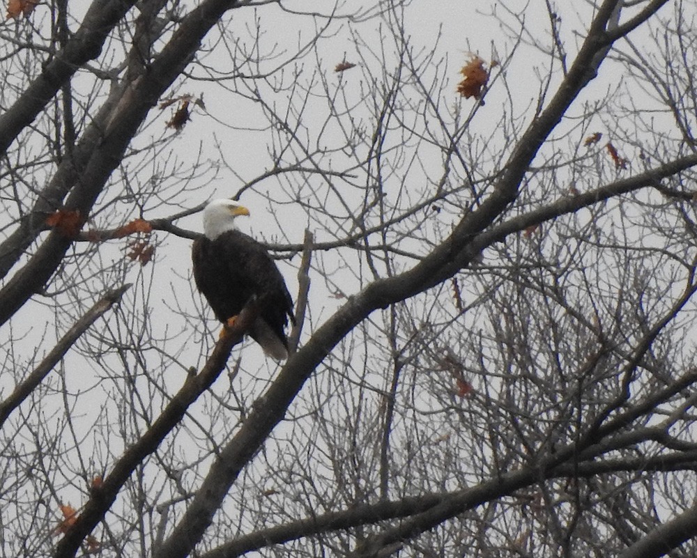 Bald Eagle - ML295424501