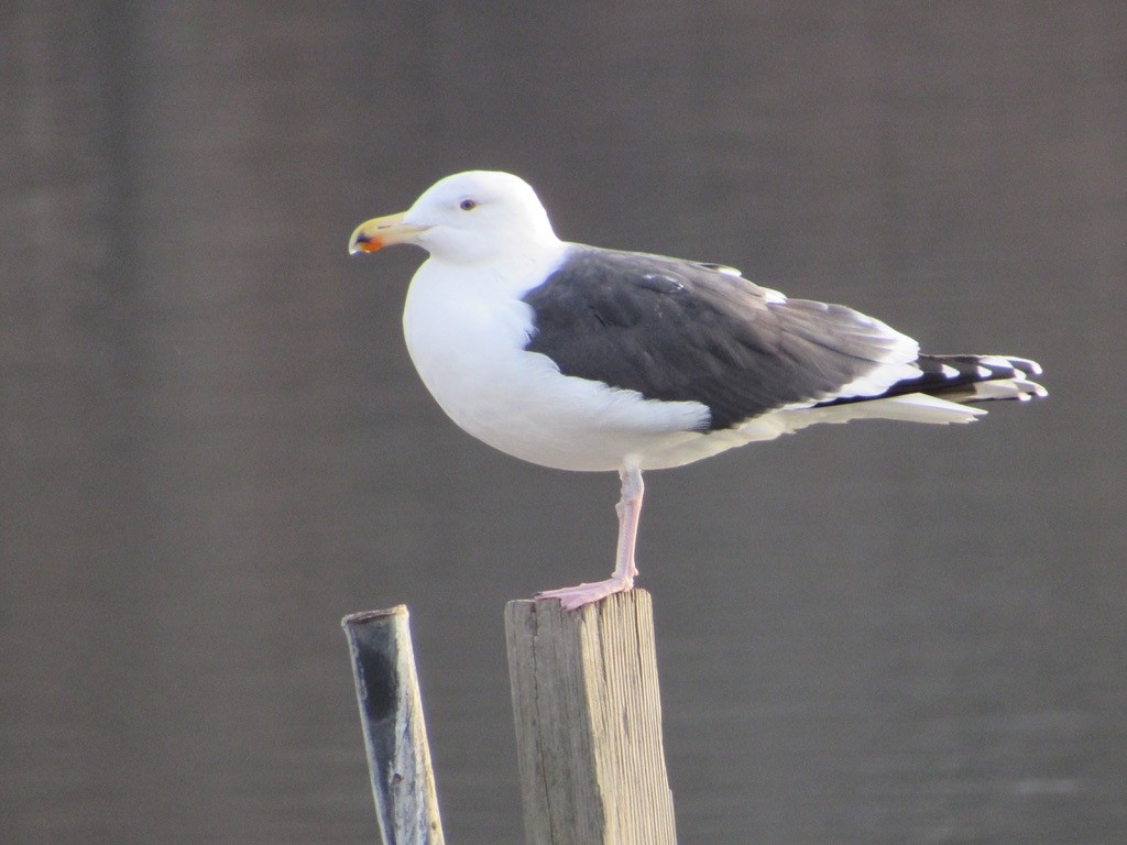 Great Black-backed Gull - Mickey Ryan