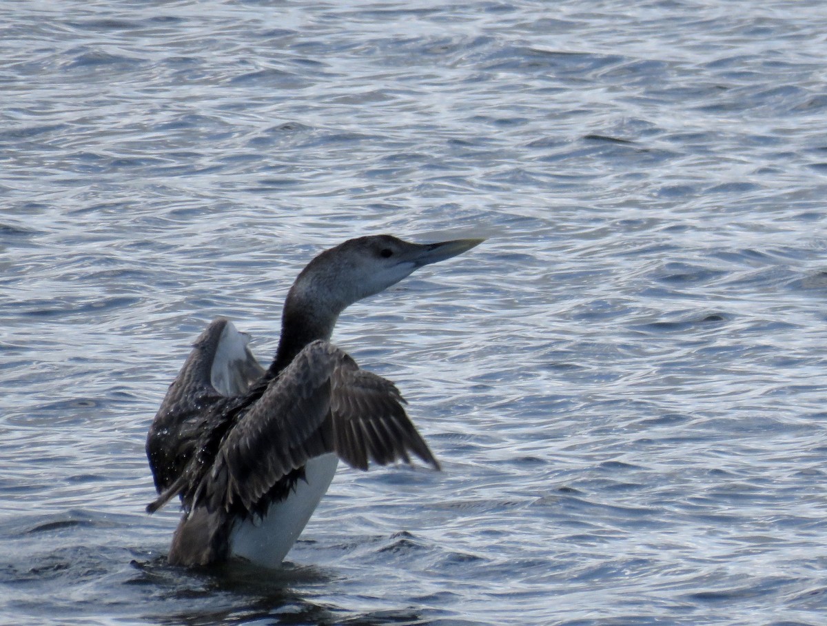 Yellow-billed Loon - ML29542571