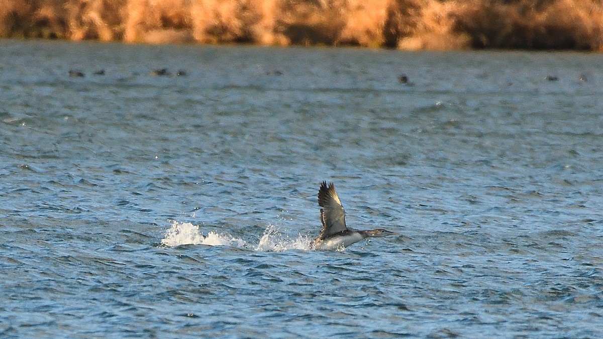 Yellow-billed Loon - ML295426171