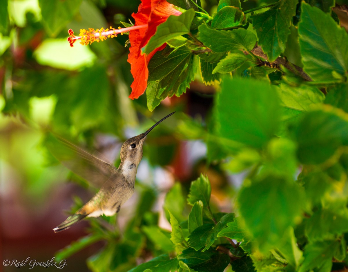 Oasis Hummingbird - Raúl González González