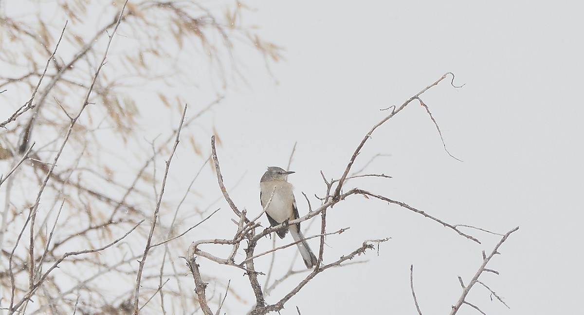 Northern Mockingbird - ML295427141