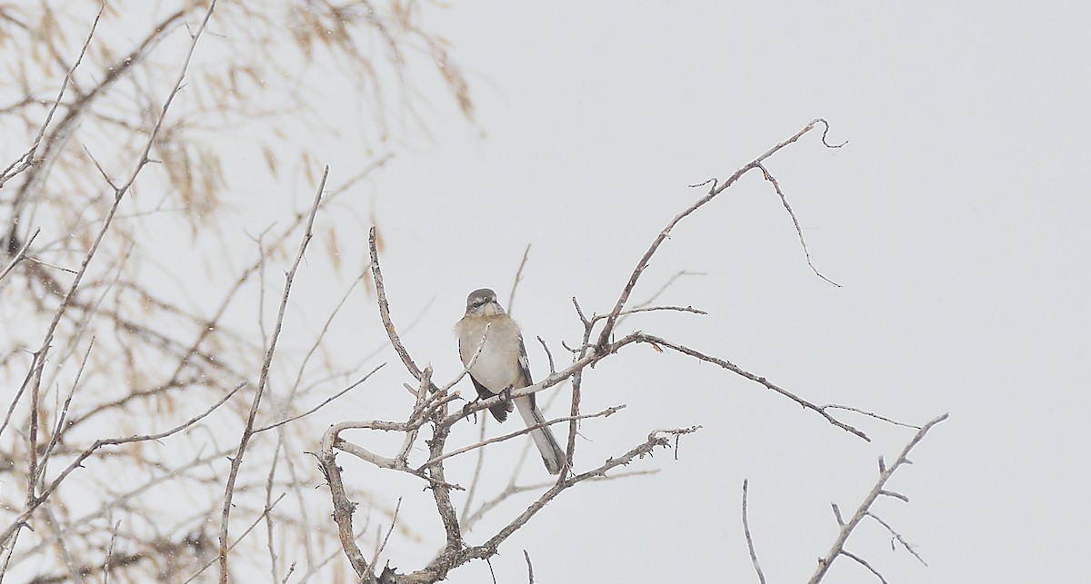 Northern Mockingbird - ML295427161