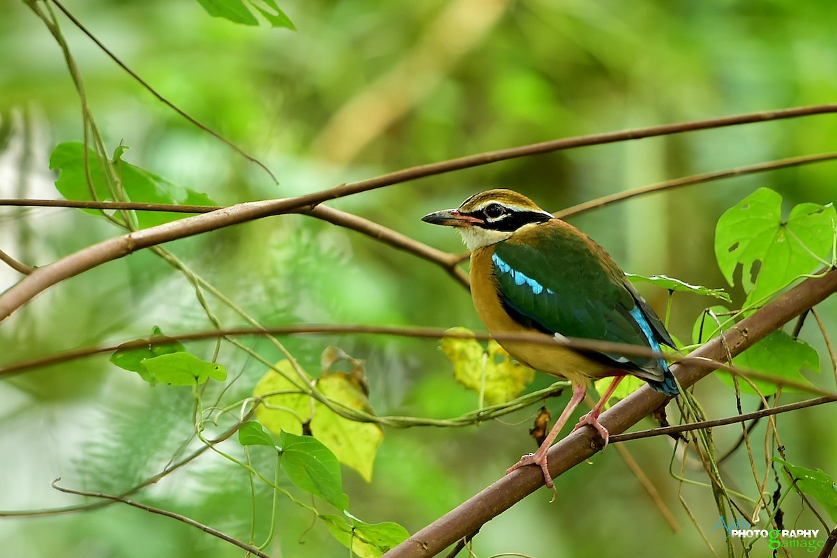 Indian Pitta - ML295427721