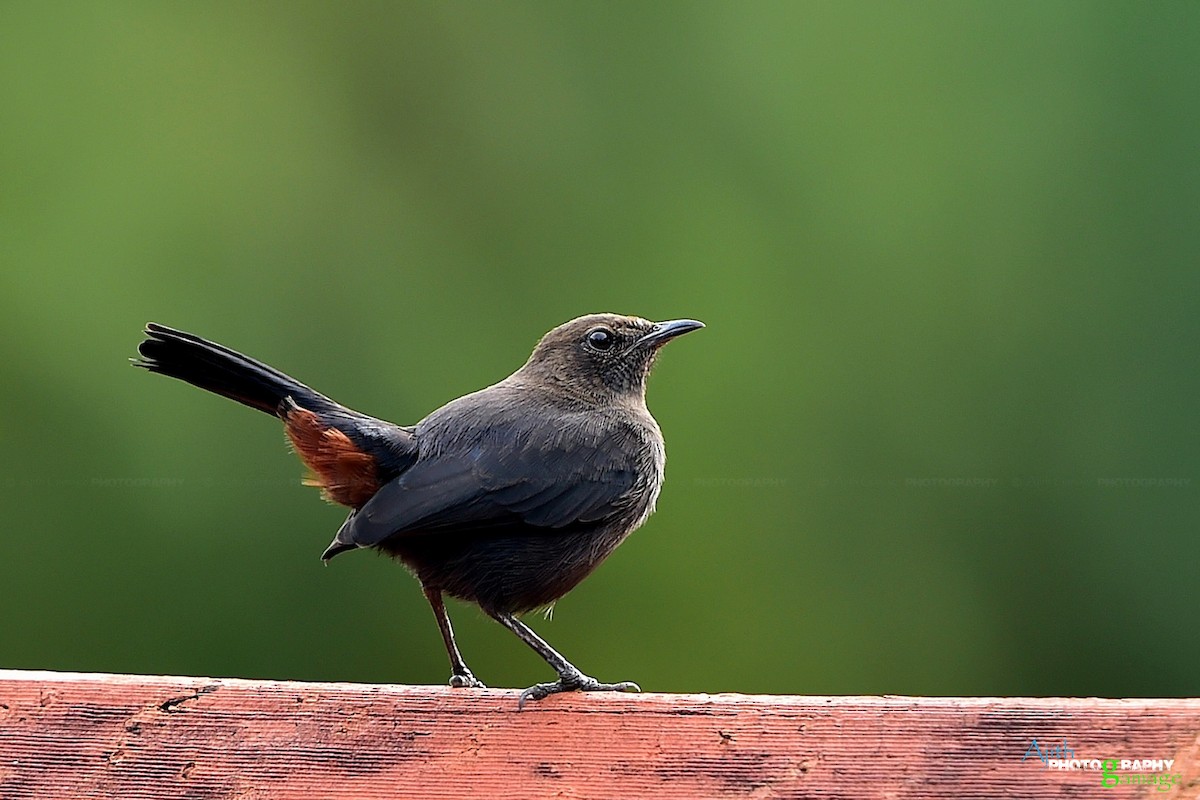 Indian Robin - ML295427901
