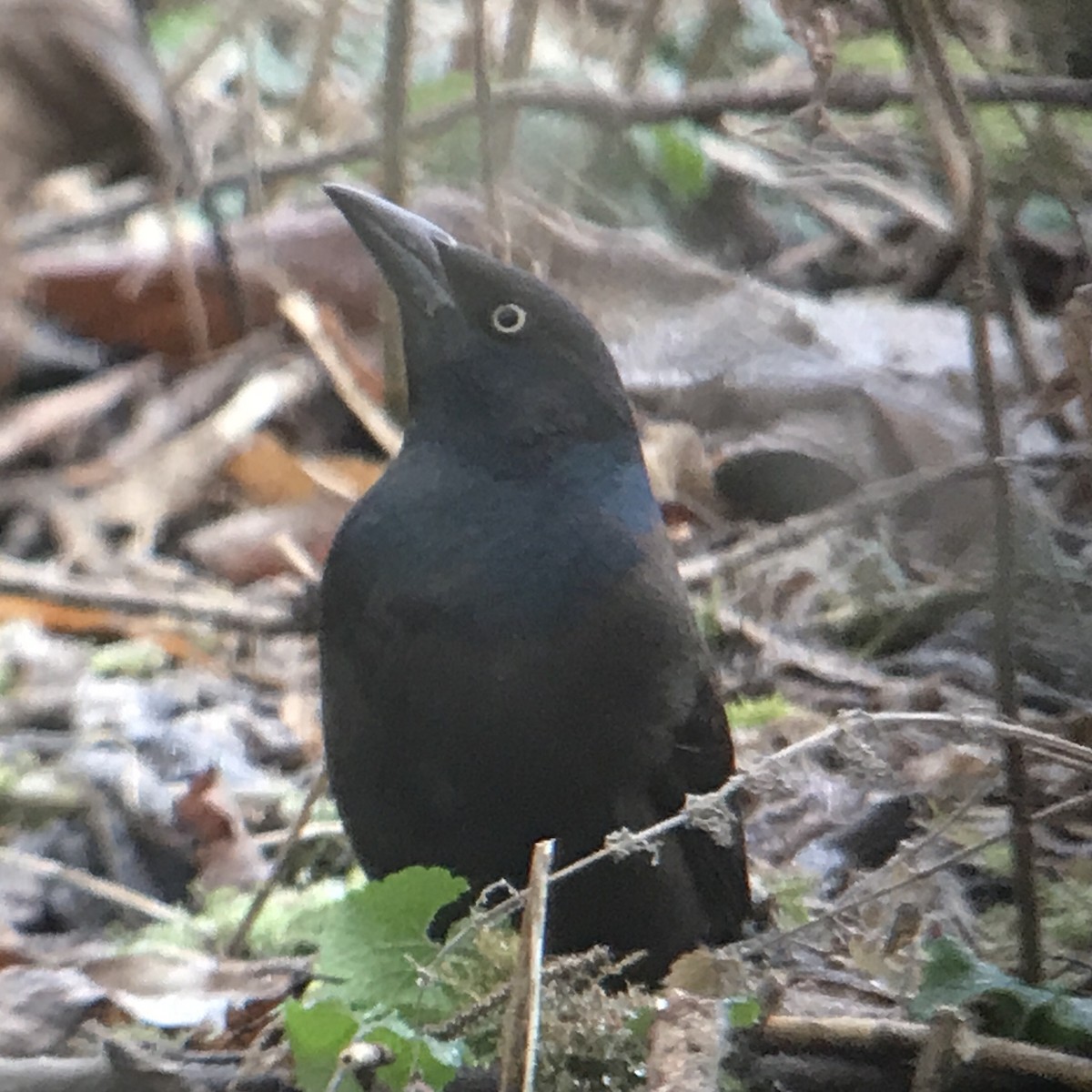 Common Grackle - Ken Burdick