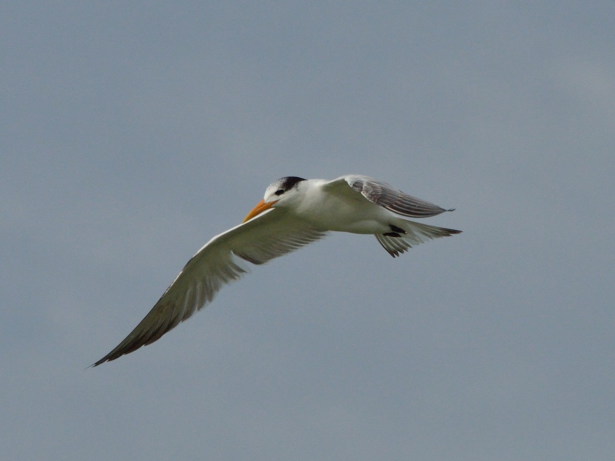 Royal Tern - ML295429231