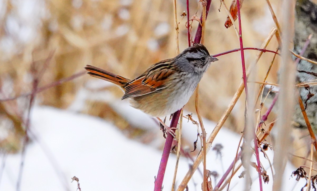 Swamp Sparrow - Gale VerHague