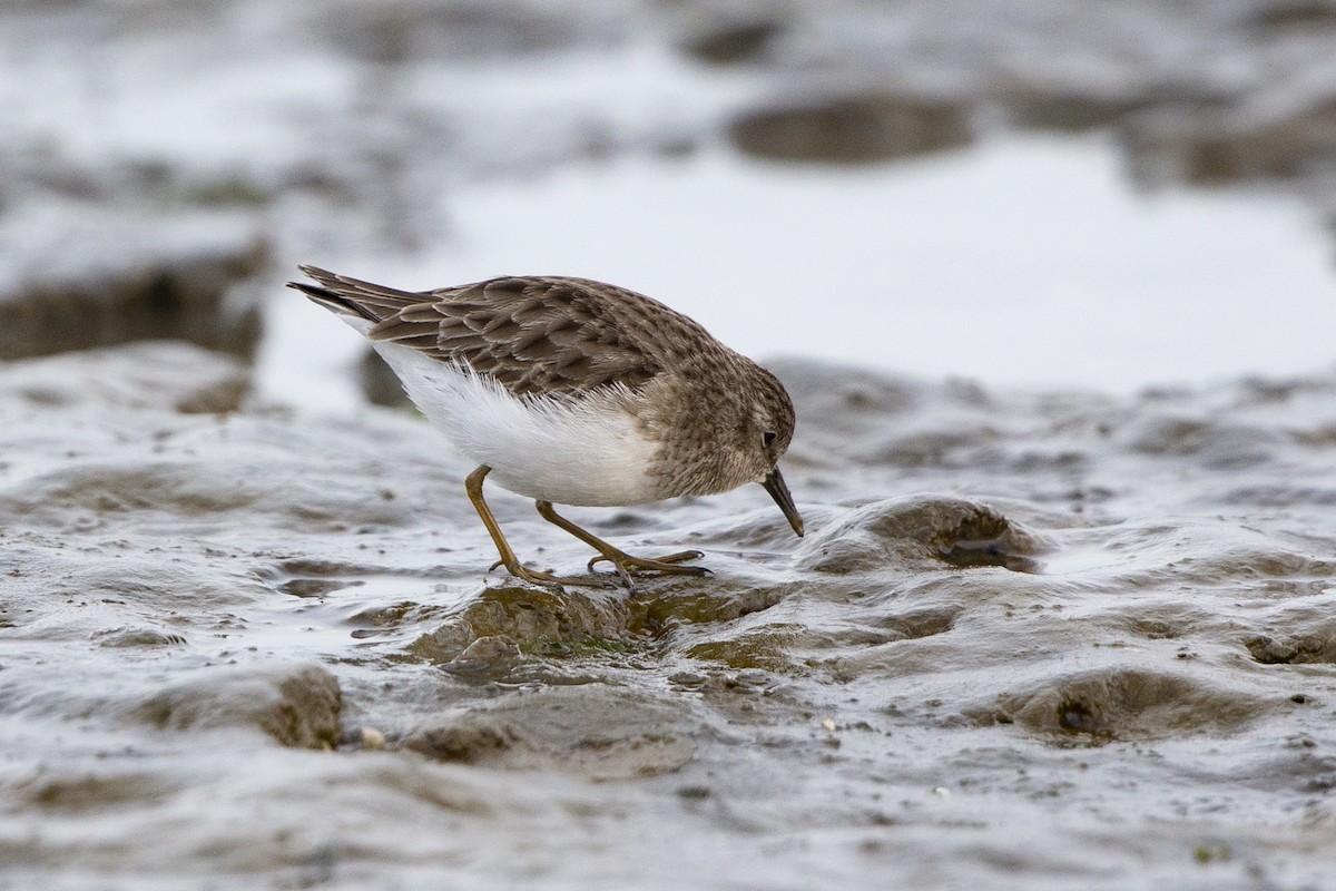 Least Sandpiper - Loni Ye