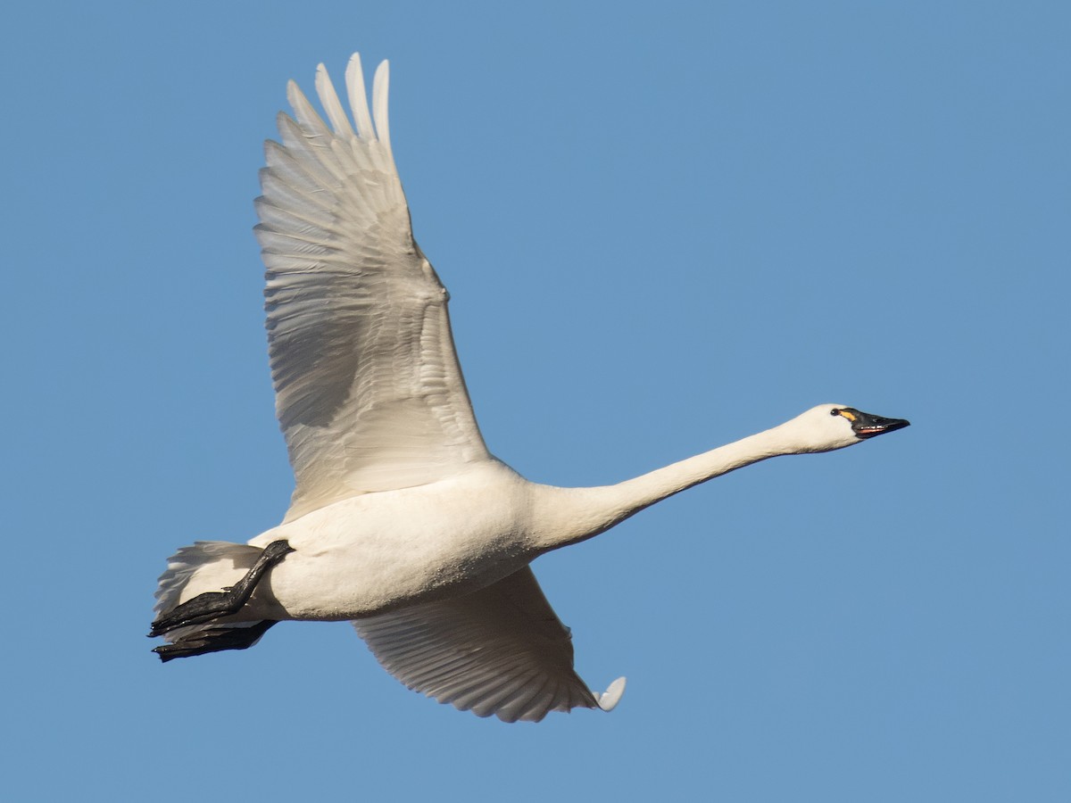 Adult (Whistling)