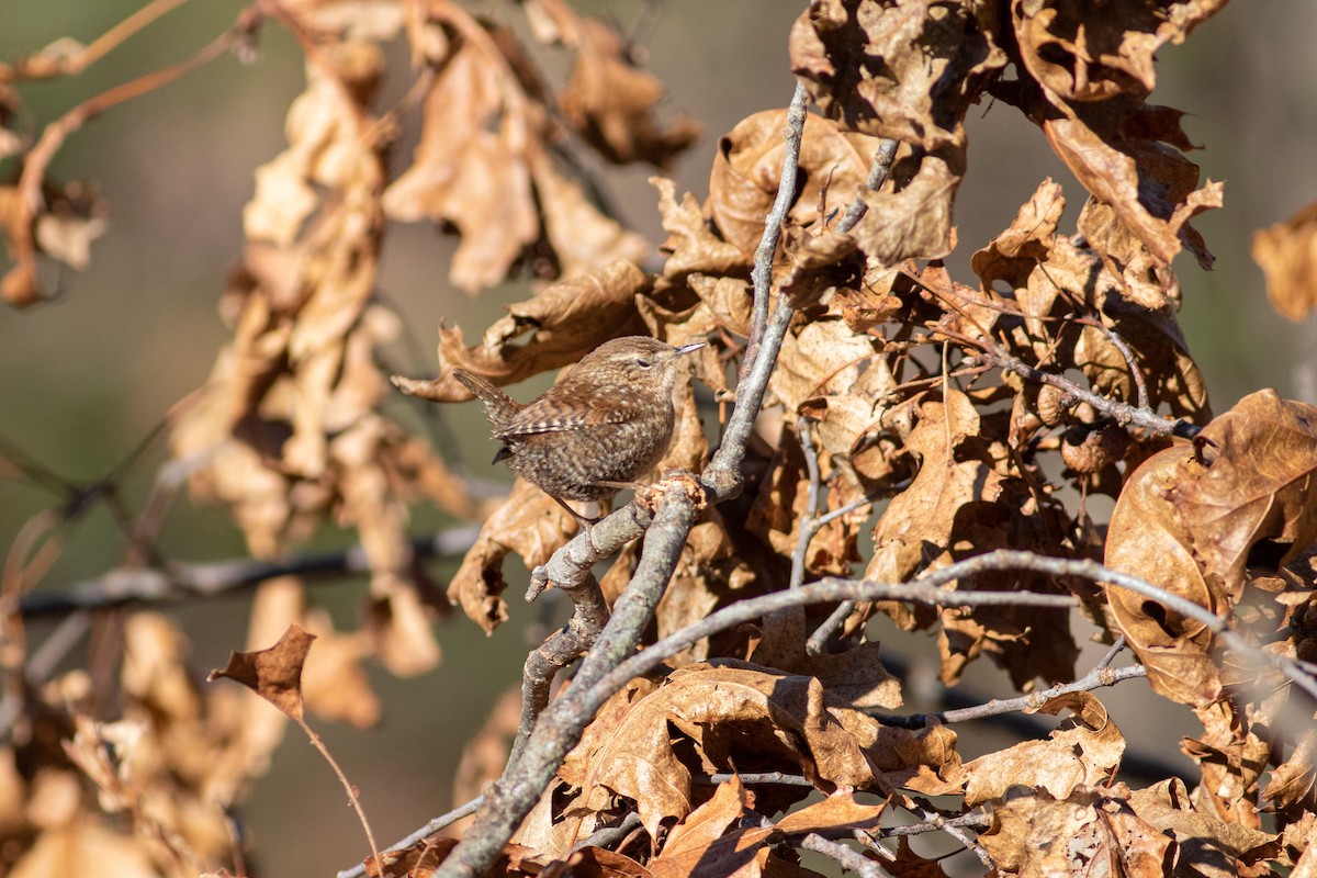 Winter Wren - ML295432271