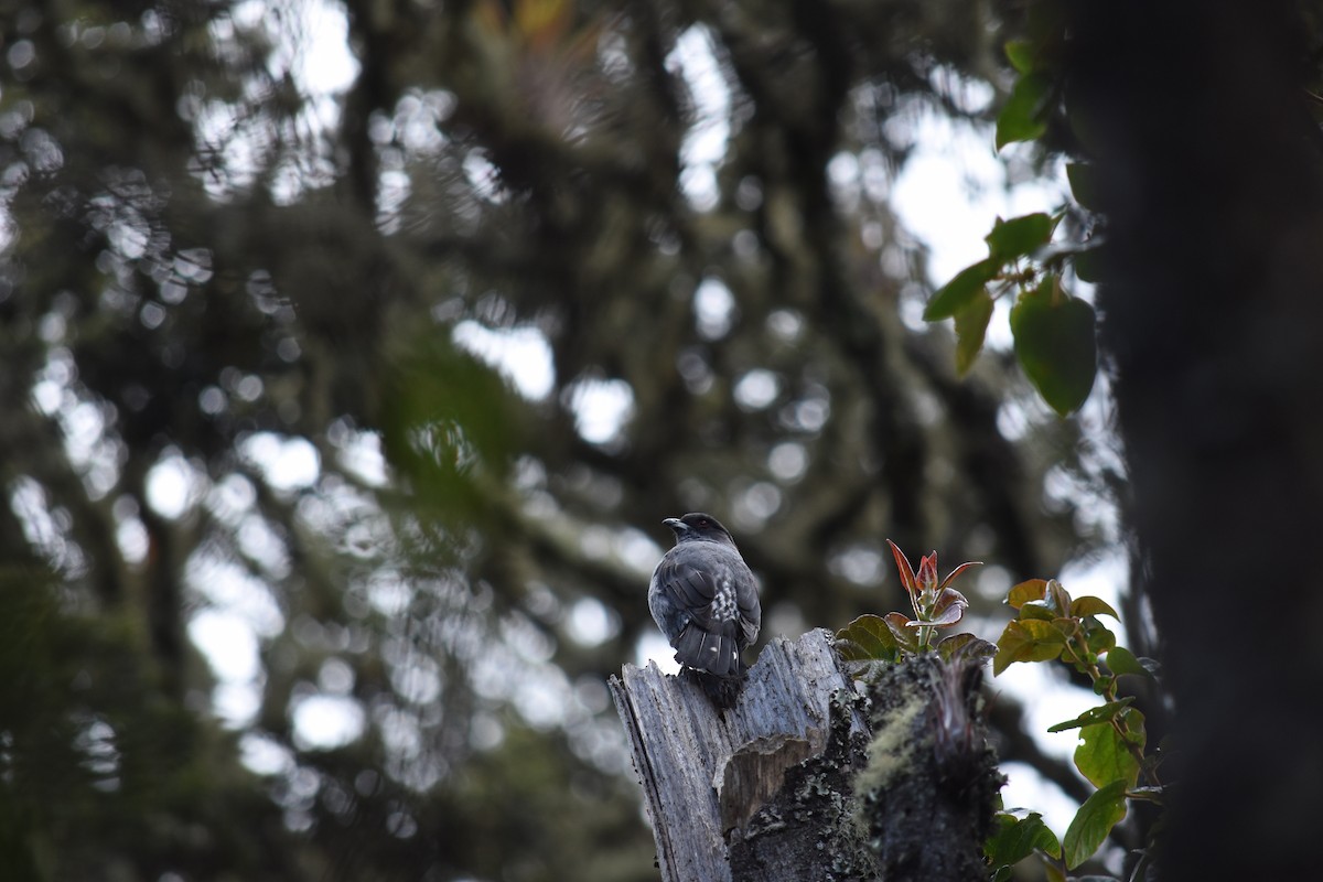 Red-crested Cotinga - ML295432361