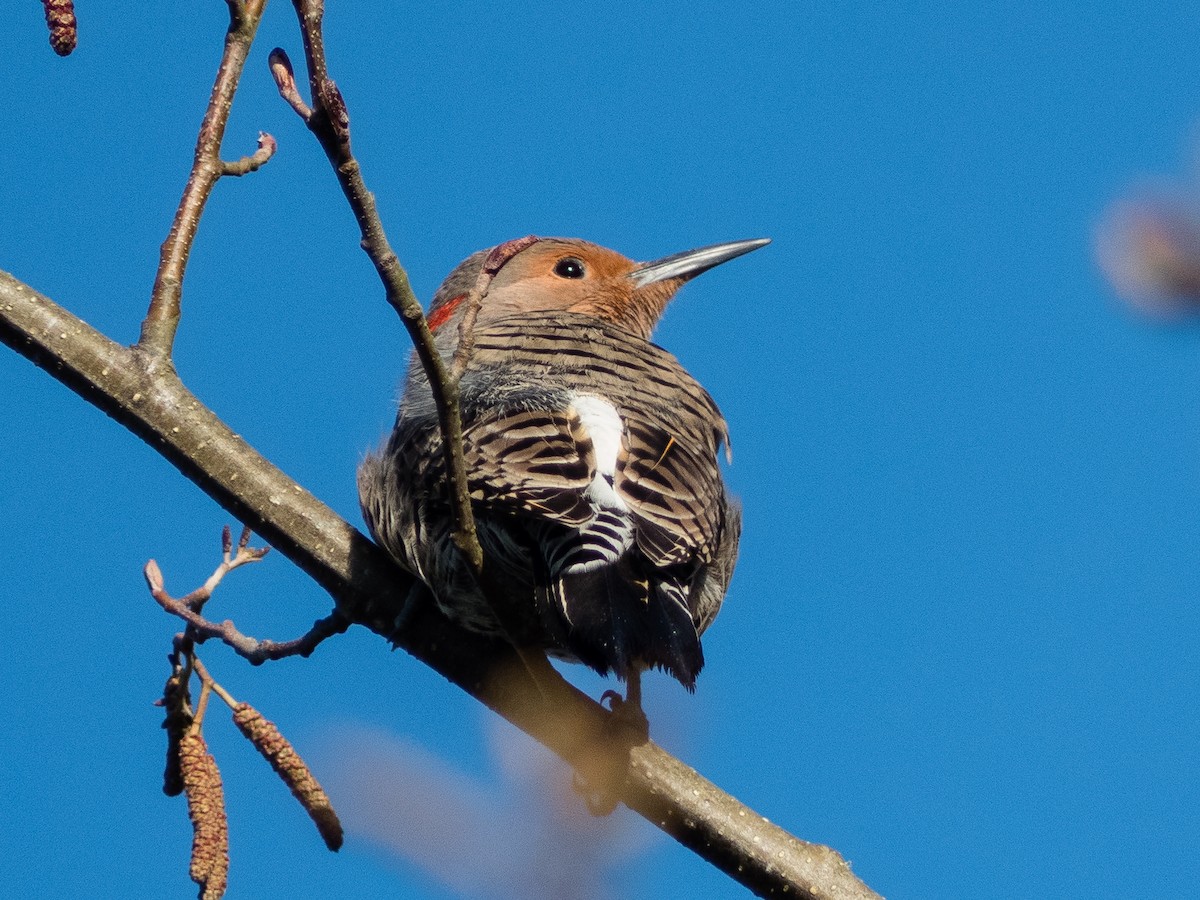 Northern Flicker (Yellow-shafted) - ML295432861