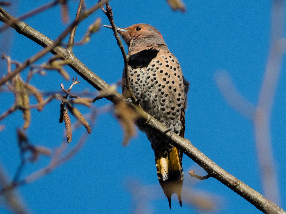 Northern Flicker (Yellow-shafted) - ML295432871