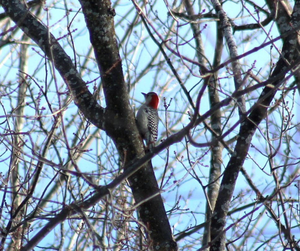 Red-bellied Woodpecker - David Stobbe🦜