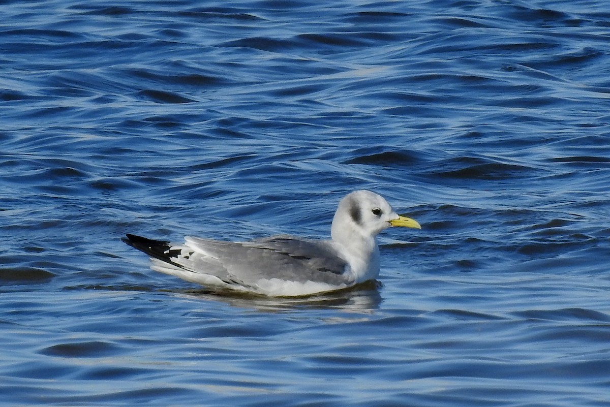 Mouette tridactyle - ML295435341