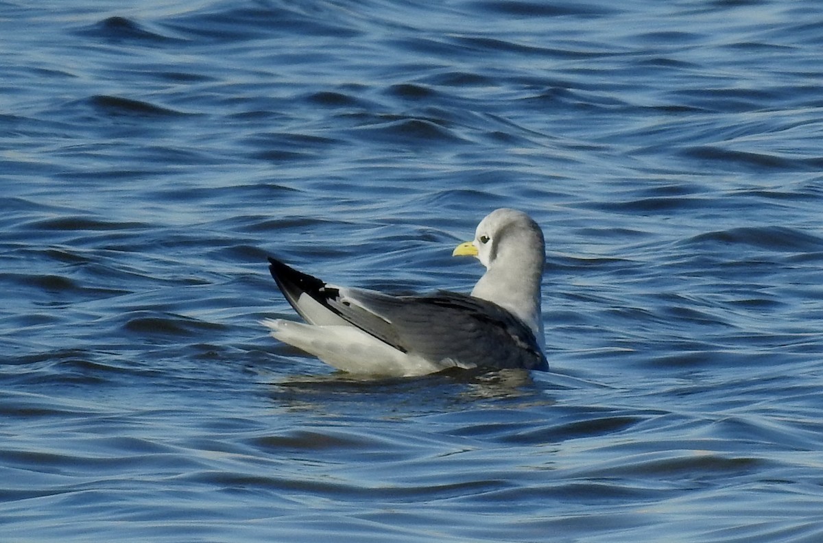 Mouette tridactyle - ML295435361